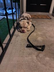 Found/Stray Male Dog last seen Lakeview apmts in een Texas , Killeen, TX 76541