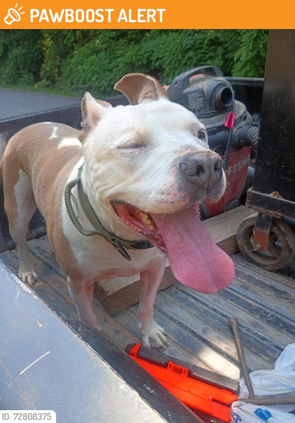 Found/Stray Male Dog last seen Belton sc broyles rd, Abbeville County, SC 29654