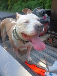 Found/Stray Male Dog last seen Belton sc broyles rd, Abbeville County, SC 29654