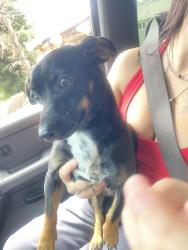 Found/Stray Female Dog last seen Minnewawa and saginaw, Clovis, CA 93612