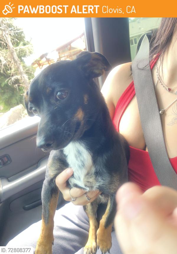 Found/Stray Female Dog last seen Minnewawa and saginaw, Clovis, CA 93612