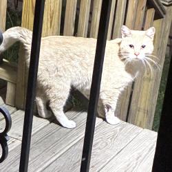 Found/Stray Unknown Cat last seen In my backyard, Chicago, IL 60644