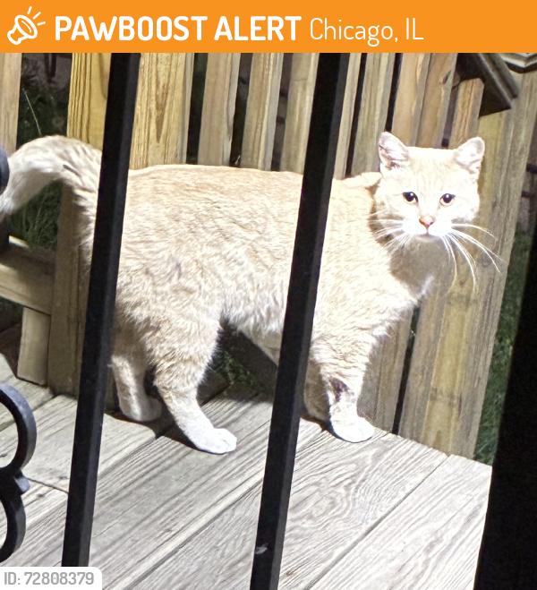 Found/Stray Unknown Cat last seen In my backyard, Chicago, IL 60644