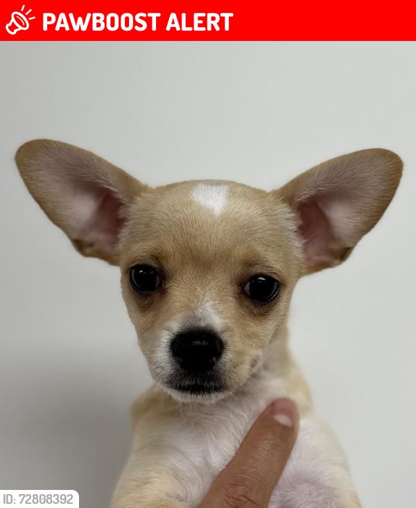 Lost Male Dog last seen Margaret, East Los Angeles, CA 90022
