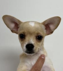 Lost Male Dog last seen Margaret, East Los Angeles, CA 90022
