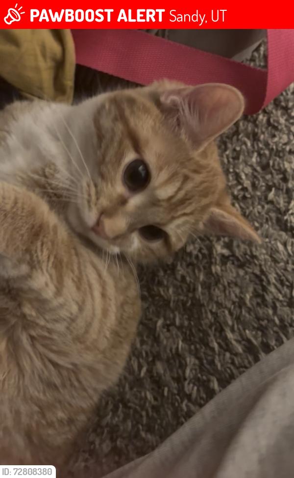 Lost Female Cat last seen Near S 700 E, Sandy, UT 84094