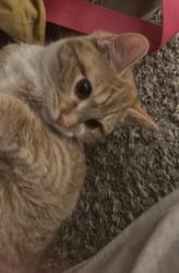 Lost Female Cat last seen Near S 700 E, Sandy, UT 84094