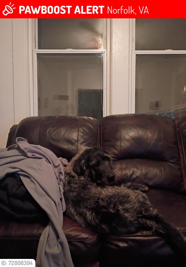 Lost Male Dog last seen Near cheasterfieldblvd , Norfolk, VA 23504