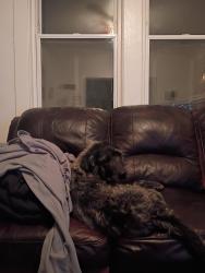 Lost Male Dog last seen Near cheasterfieldblvd , Norfolk, VA 23504