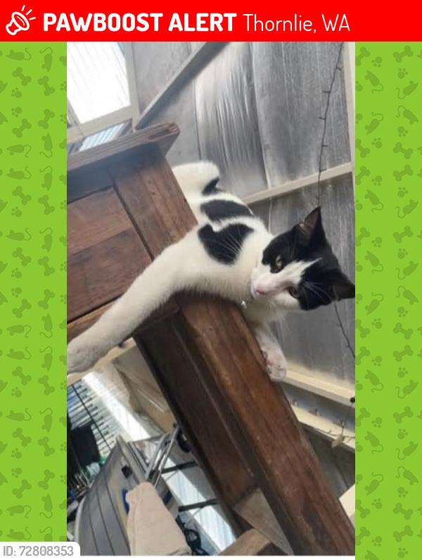 Lost Male Cat last seen Barehaven and Murdoch road Thornlie , Thornlie, WA 6108