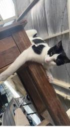 Lost Male Cat last seen Barehaven and Murdoch road Thornlie , Thornlie, WA 6108