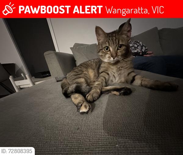 Lost Female Cat last seen Joyce Way, Wangaratta, VIC 3677