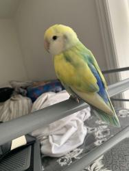 Lost Female Bird last seen The tim hortons located near the hangermans corner in markham Ontario, Markham, ON L3R 5P1