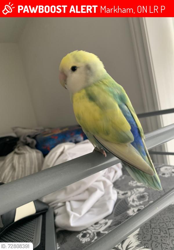 Lost Female Bird last seen The tim hortons located near the hangermans corner in markham Ontario, Markham, ON L3R 5P1