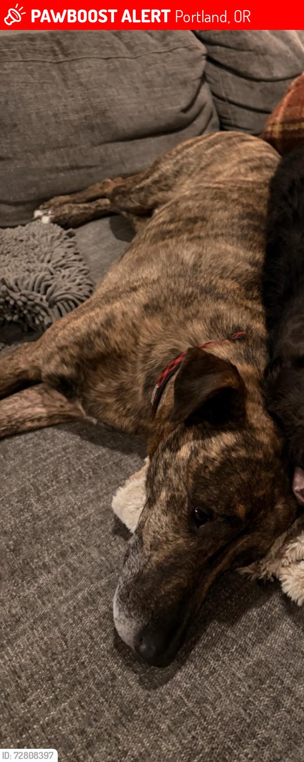 Lost Male Dog last seen Railroads near the Columbia and Macrum intersection, Portland, OR 97203