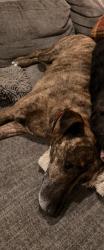 Lost Male Dog last seen Railroads near the Columbia and Macrum intersection, Portland, OR 97203