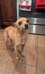 Lost Female Dog last seen Cedar and Clinton, Mayfair, Fresno, CA 93703