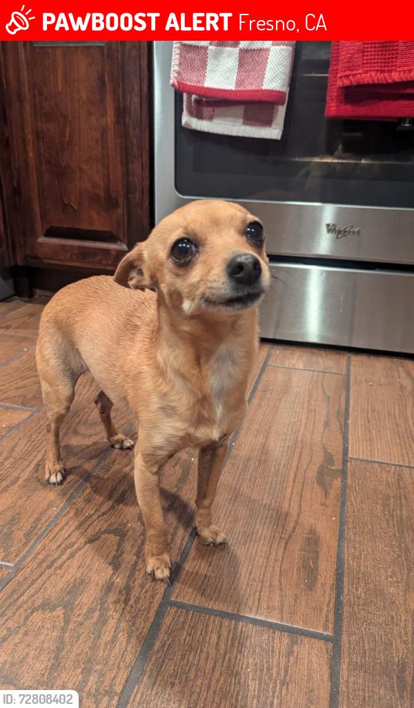 Lost Female Dog last seen Cedar and Clinton, Mayfair, Fresno, CA 93703