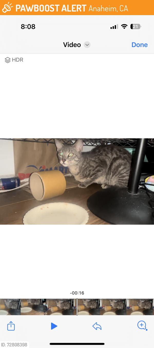 Found/Stray Unknown Cat last seen Near n Brookhurst , Anaheim, CA 92801
