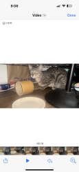 Found/Stray Unknown Cat last seen Near n Brookhurst , Anaheim, CA 92801