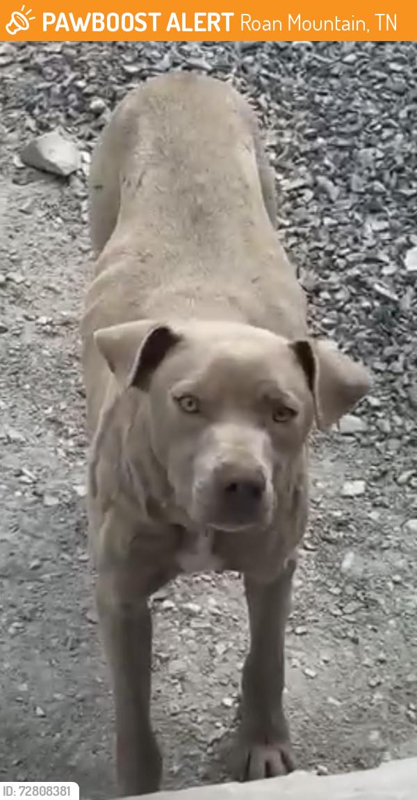 Found/Stray Male Dog last seen old Elizabethon highway , Roan Mountain, TN 37687