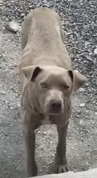 Found/Stray Male Dog last seen old Elizabethon highway , Roan Mountain, TN 37687