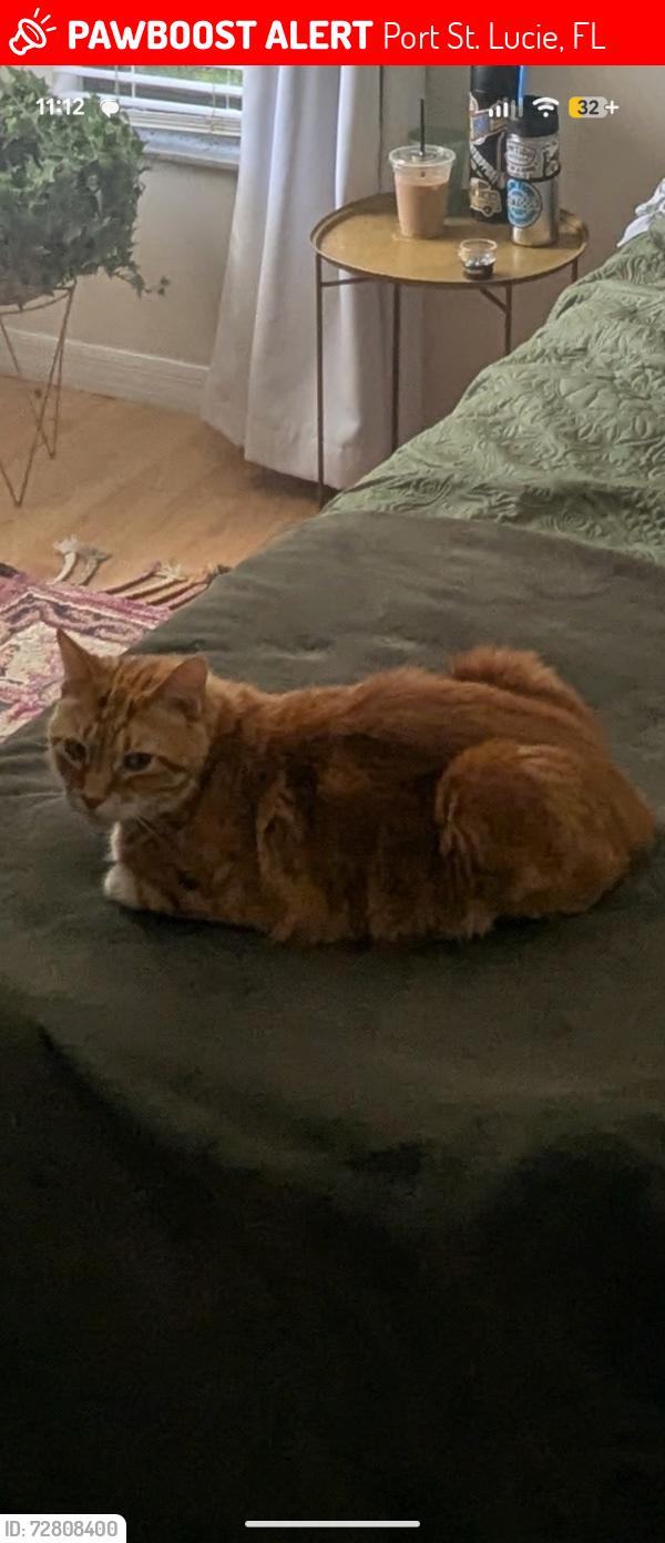 Lost Male Cat last seen Rivergate Publix , Port St. Lucie, FL 34952