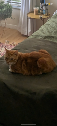 Lost Male Cat last seen Rivergate Publix , Port St. Lucie, FL 34952