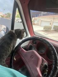 Lost Female Cat last seen Jones Blvd and Hacienda Ave , Spring Valley, NV 89118