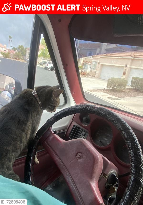 Lost Female Cat last seen Jones Blvd and Hacienda Ave , Spring Valley, NV 89118