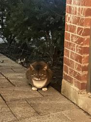 Found/Stray Unknown Cat last seen Oak parliament, Toronto, ON M5A