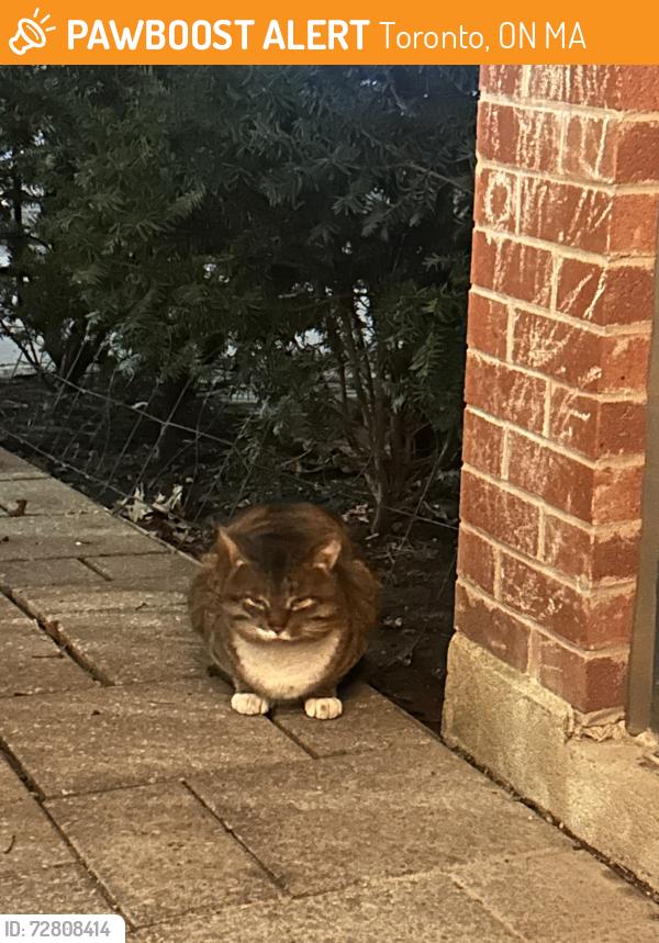 Found/Stray Unknown Cat last seen Oak parliament, Toronto, ON M5A