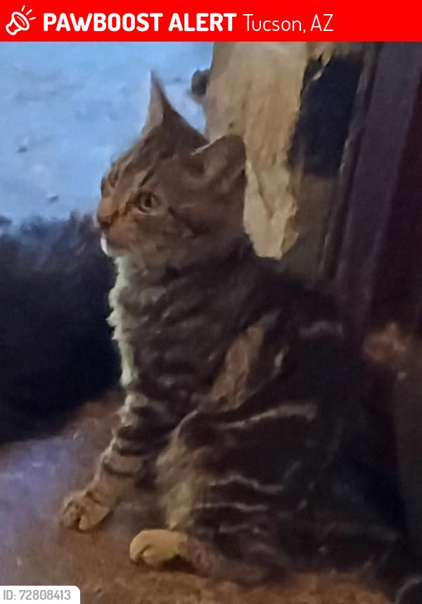 Lost Male Cat last seen Flower and Haskell dr., Tucson, AZ 85716