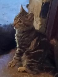 Lost Male Cat last seen Flower and Haskell dr., Tucson, AZ 85716