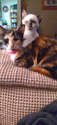 Reunited Female Cat last seen 11th, mcfadden,penny playground, Chehalis, WA 98532