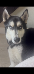 Lost Male Dog last seen Near W Pine Street , Lantana, FL 33462