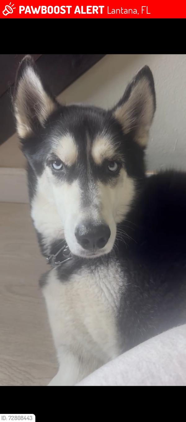 Lost Male Dog last seen Near W Pine Street , Lantana, FL 33462