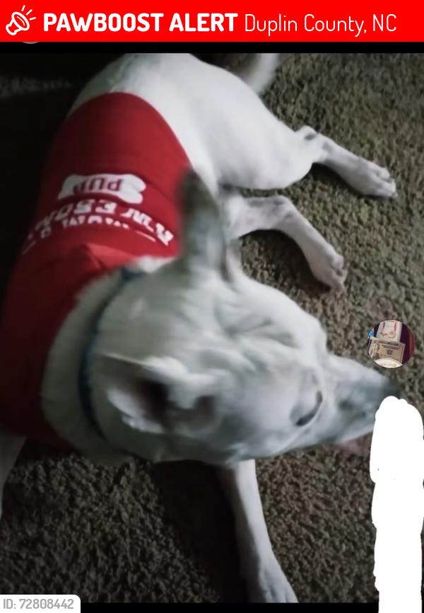 Lost Male Dog last seen Duplin county , Duplin County, NC 28398