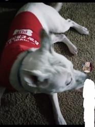 Lost Male Dog last seen Duplin county , Duplin County, NC 28398