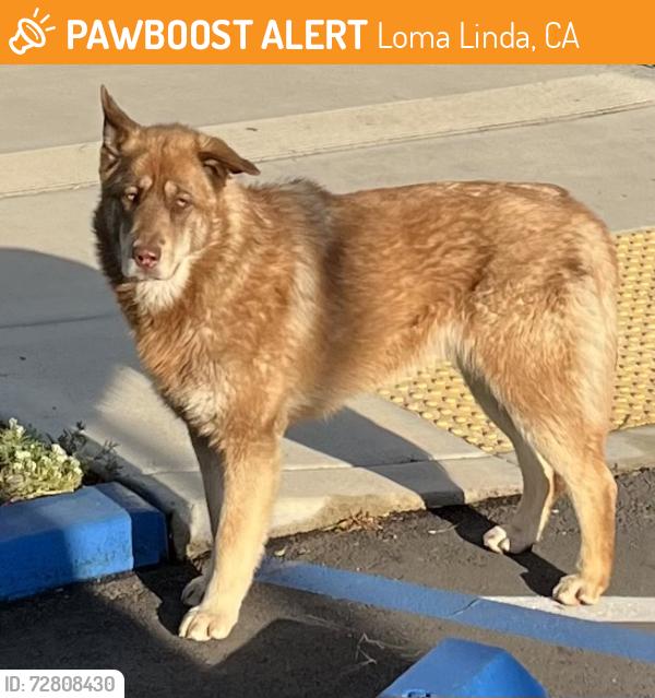 Found/Stray Unknown Dog last seen Mountain View Avenue and Coulston, Loma Linda, CA 92354