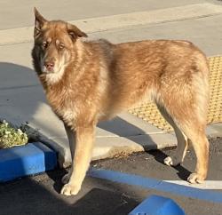 Found/Stray Unknown Dog last seen Mountain View Avenue and Coulston, Loma Linda, CA 92354