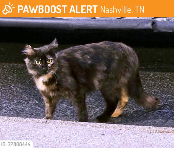 Found/Stray Unknown Cat last seen Behind the Pool hse in the Woods. Always there., Nashville, TN 37214