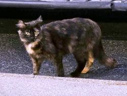 Found/Stray Unknown Cat last seen Behind the Pool hse in the Woods. Always there., Nashville, TN 37214