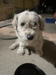 Found/Stray Male Dog last seen By the gated community on Adams and Camelia, Riverside, CA 92504