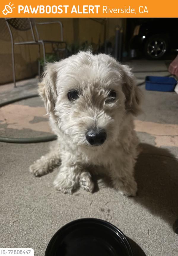 Found/Stray Male Dog last seen By the gated community on Adams and Camelia, Riverside, CA 92504