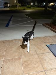 Found/Stray Unknown Cat last seen 5th St SW , Vero Beach South, FL 32968