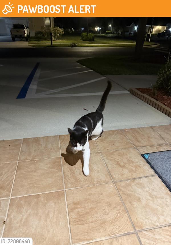 Found/Stray Unknown Cat last seen 5th St SW , Vero Beach South, FL 32968