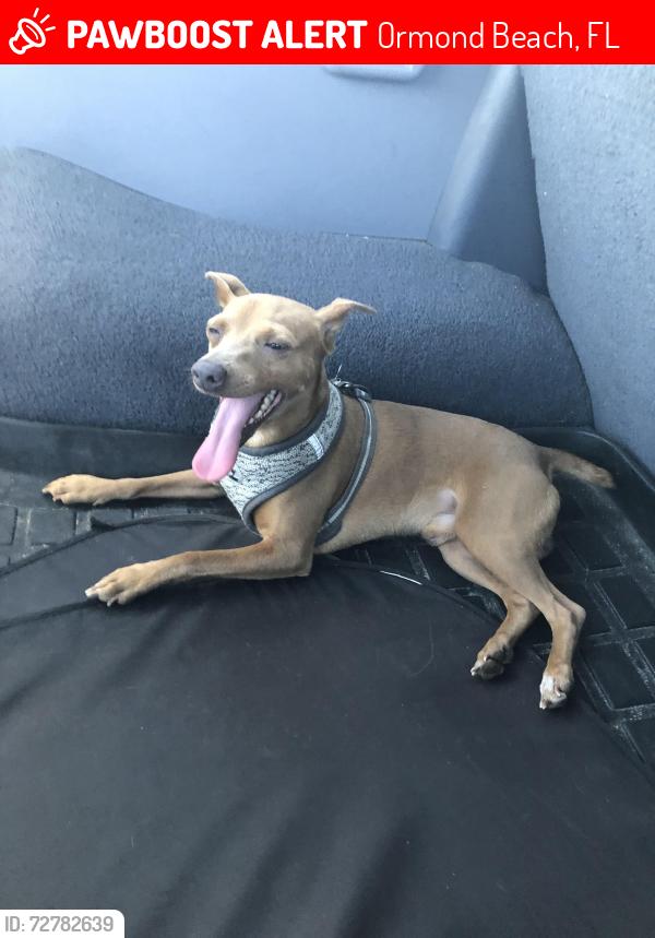 Lost Male Dog last seen Pine Woods & Ponderosa. Plantation Pines, Ormond Beach, FL 32174