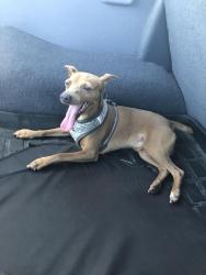 Lost Male Dog last seen Pine Woods & Ponderosa. Plantation Pines, Ormond Beach, FL 32174