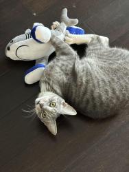 Lost Male Cat last seen Dawson St and Junction Rd, Kalinga, Kalinga, QLD 4030